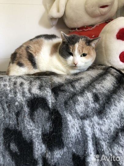 Кошка грустит в приюте