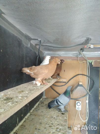 Голуби узбекские