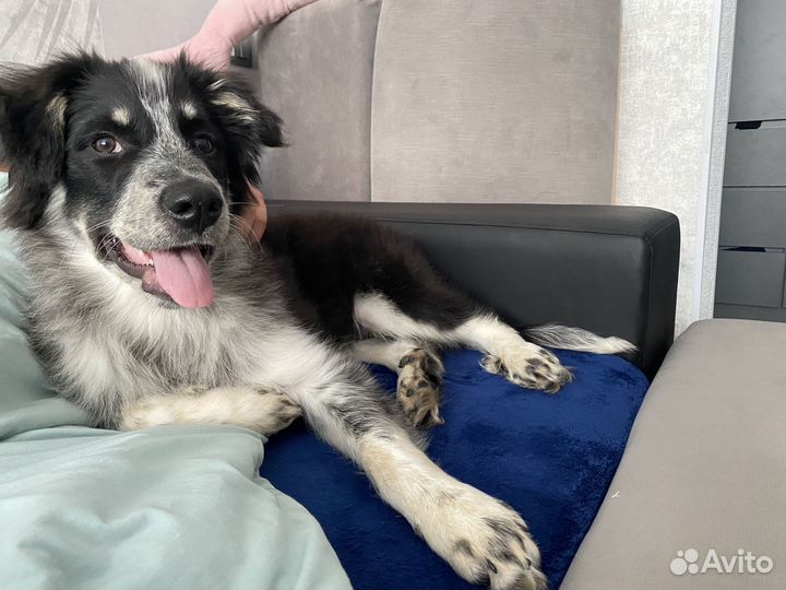 Собака в добрые руки