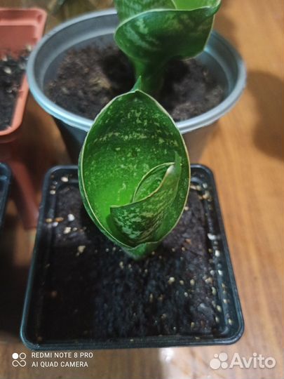 Сансевиерия сортовая ханни