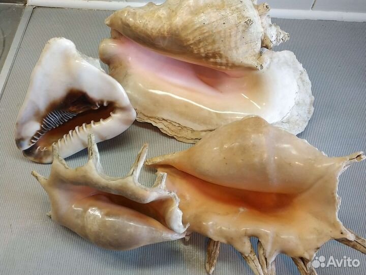 Морские раковины