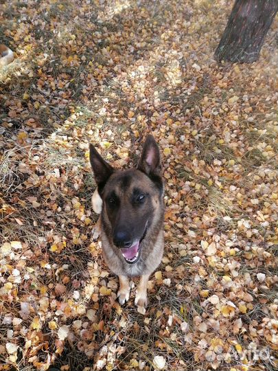 Малинуа вязка