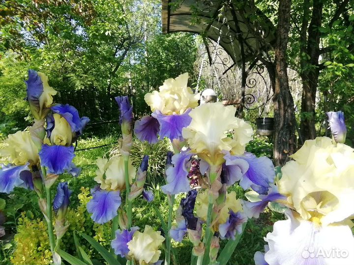 Ирис бородатый