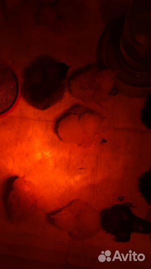 Продам инкубационное яйцо