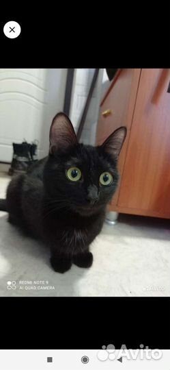 Кошка в дар