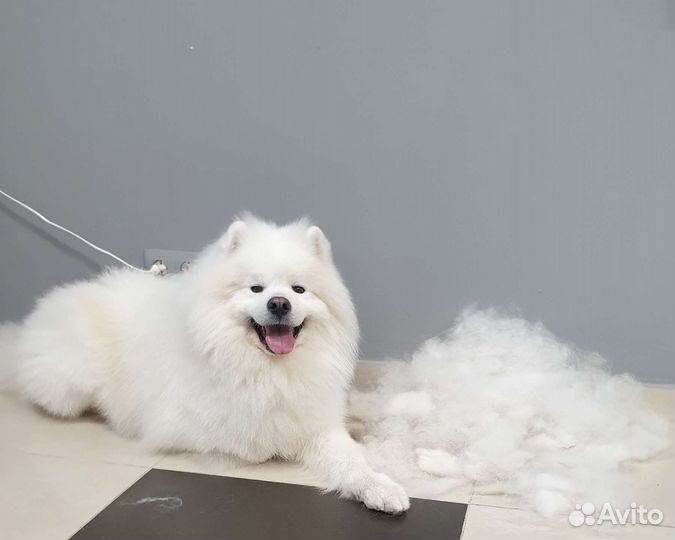 Стрижка/груминг кошек,собак,кроликов