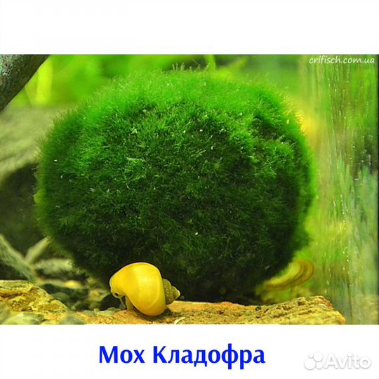 Аквариумные растения