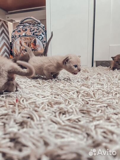 Котята