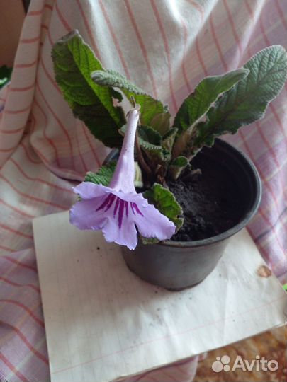 Комнатные растения