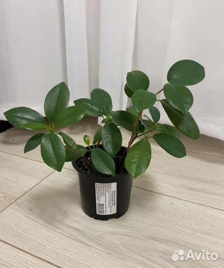 Доллоровое дерево Замиокулькас