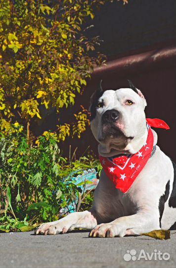 Вязка Стафф