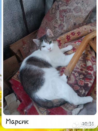 Котята отдам в добрые руки бесплатно