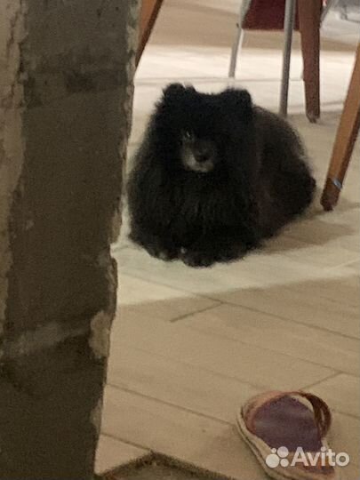 Ищем невесту