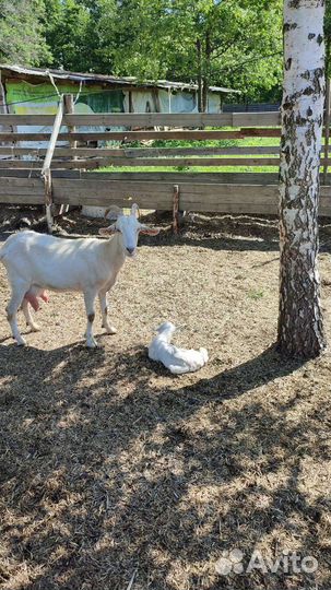 Овцы бараны козы