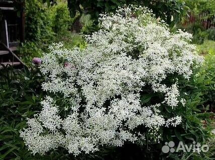 Клематис белый мелкоцветковый