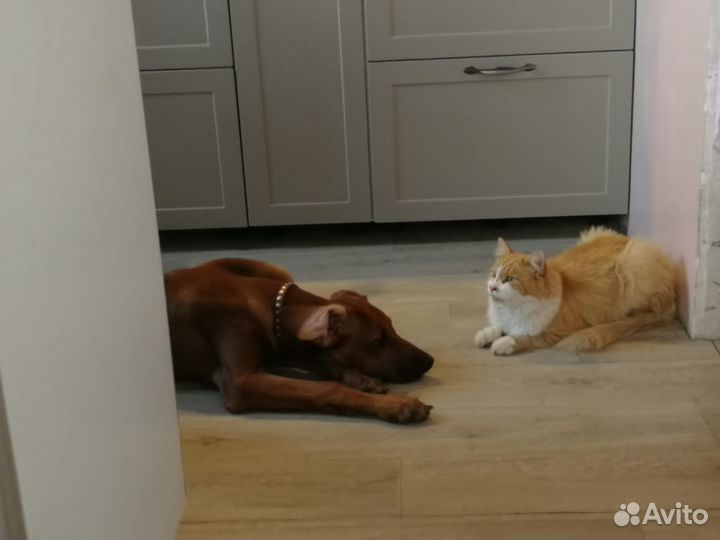 Щенок Родезийский риджбек