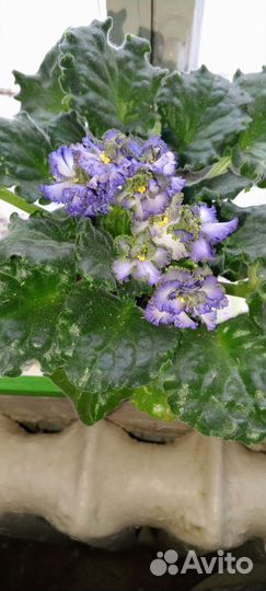 Цветы комнатные,Фиалка,алоэ, золотой ус