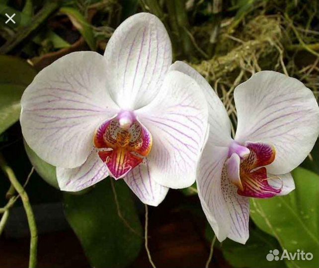 Орхидея