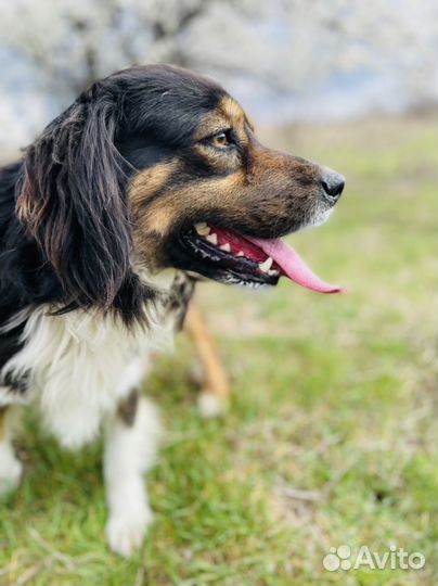 Собака в добрые руки