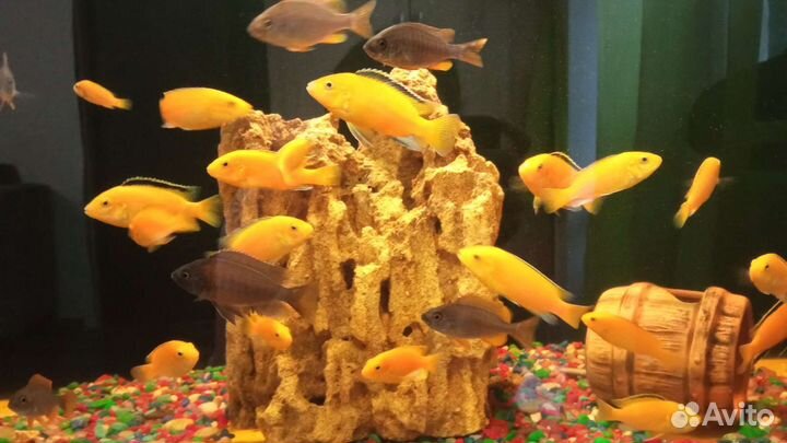 Цихлиды еллоу