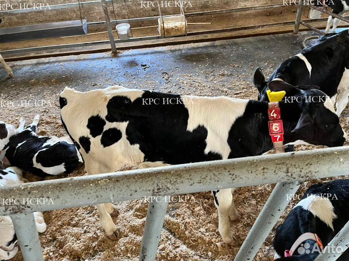 Телята бычки