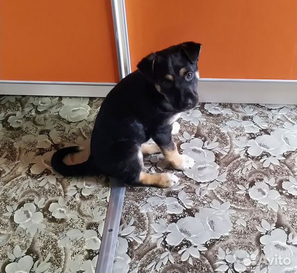 Щенок в добрые руки