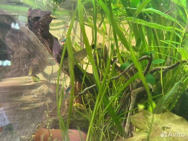 Аквариумы 200л,20л,5л