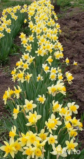 Луковицы Нарциссов