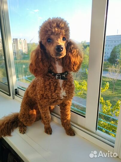 Карликовый пудель вязка