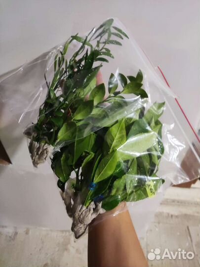 Цитрусовые на прививку