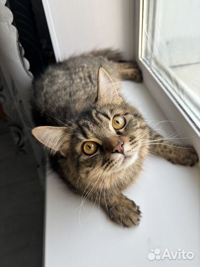 Котоняня, выгул собак Коньково