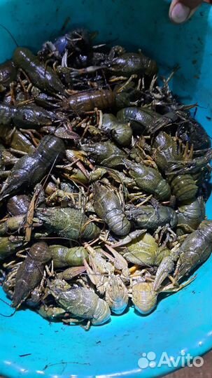 Живые раки