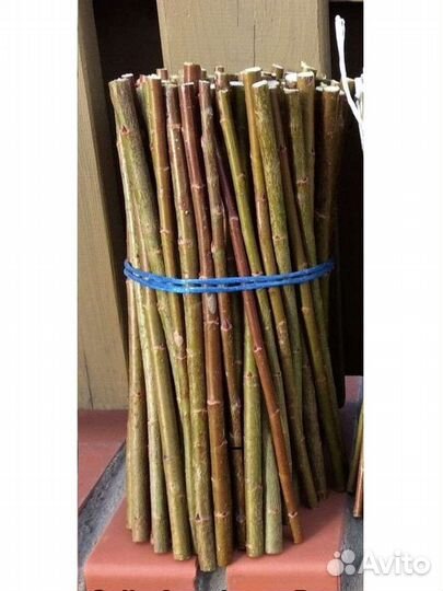 Ива американка (для живая изгороди)