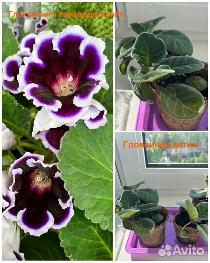 Детки глоксинии