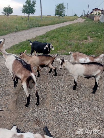 Козье молоко