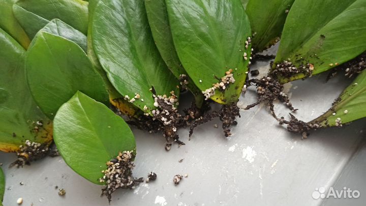 Замиокулькас зензи