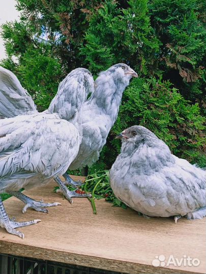 Инкубационное яйцо