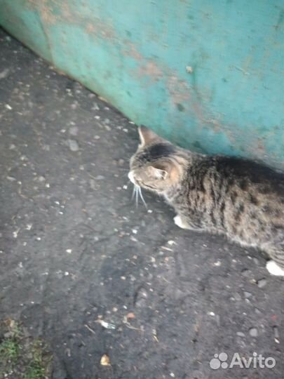 Молодой котик ищет хозяина