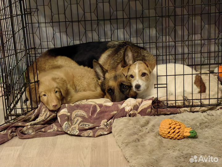 Клетка железная с поддоном