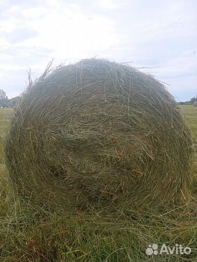 Продам сено в рулонах