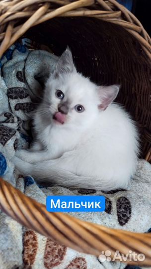 Шотландские котята 1 вислоухая, 2 прямоухих
