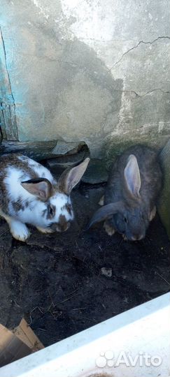 Крольчата