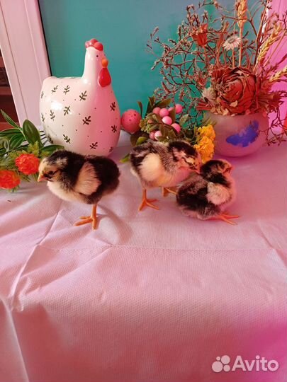 Цыплята породистых кур