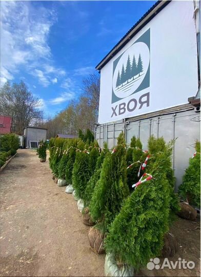 Туя Смарагд/Оптом