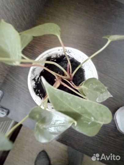 Комнатные домашние растения