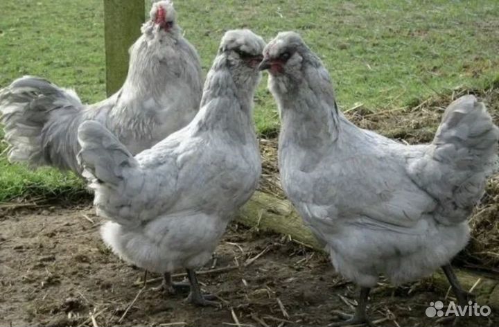 Куры породы амераукана