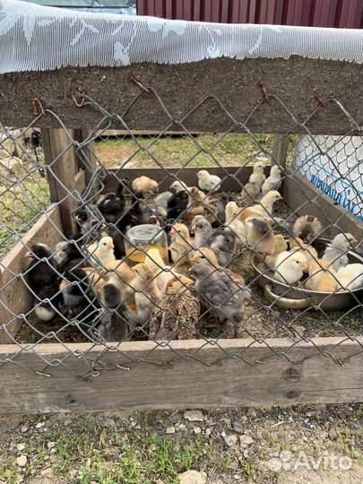Продам цыплят