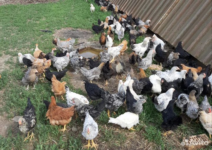 Лучшие куры несушки домашние