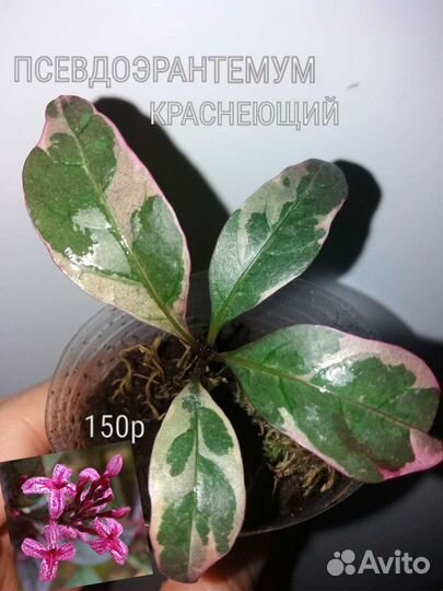 Комнатные цветы