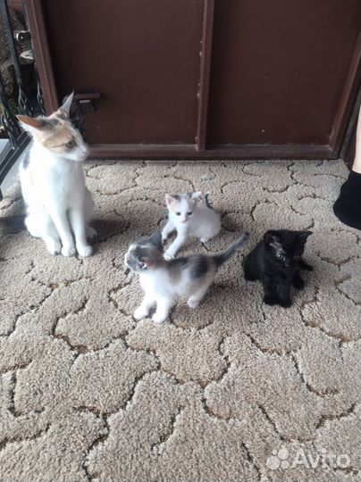 Котята в добрые руки